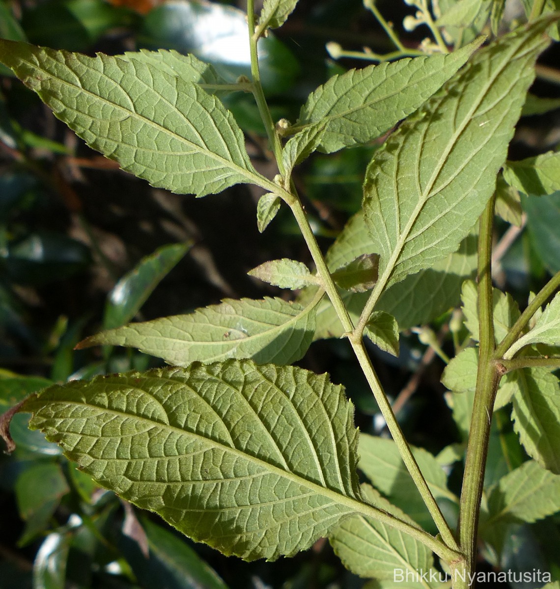 Cyanthillium hookerianum (Arn.) H.Rob.